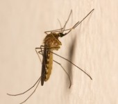 药效检测驱蚊产品测试驱蚊效果试验