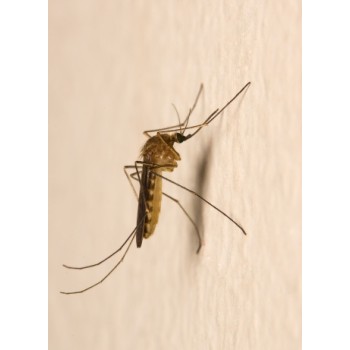 检测单位杀虫剂室内药效试验驱蚊杀虫剂测试