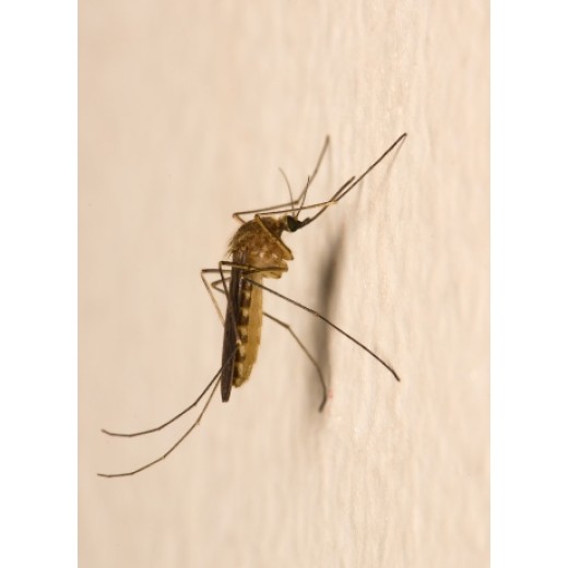 驱蚊效果测试GBT13917.9药效评定杀虫剂室内药效试验