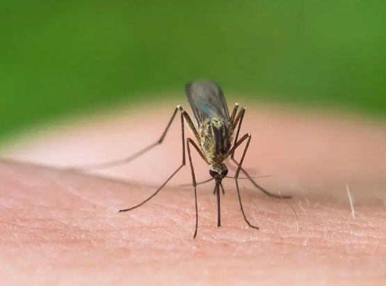 药效评定驱蚊手环检测驱蚊膏检测