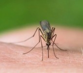 驱避剂药效评定驱蚊效果试验药效检测