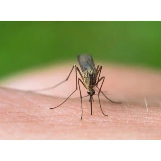 驱蚊效果测试药效评定农药药效试验报告