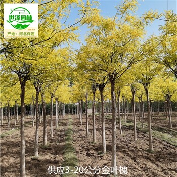20公分金葉槐苗木價格
