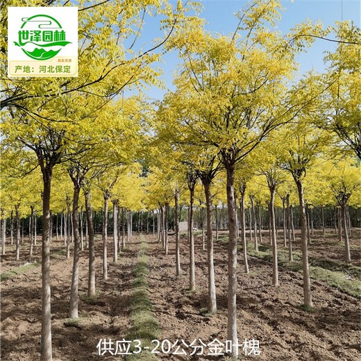 新疆吐魯番金葉槐,國槐