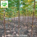 甘肅蘭州火炬樹(shù)苗圃出售,鹽膚木