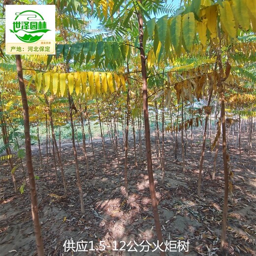 4公分火炬樹(shù)出售,適應性廣