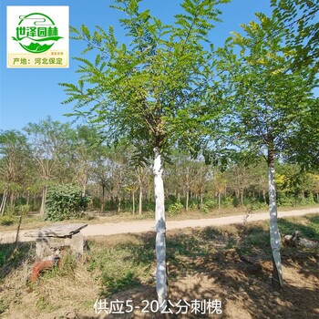 西藏拉薩刺槐出售
