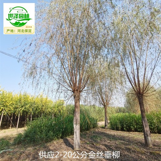 湖北仙桃15公分金絲垂柳批發(fā)