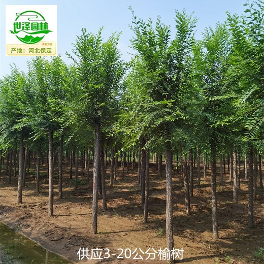 江蘇徐州榆樹,發(fā)帽榆樹