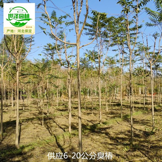 15公分臭椿樹(shù)報價(jià)