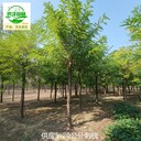 17公分刺槐信息價