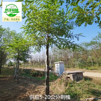 6公分刺槐苗圃基地