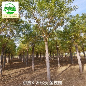 12公分金枝槐產(chǎn)地價(jià)格,金枝國(guó)槐