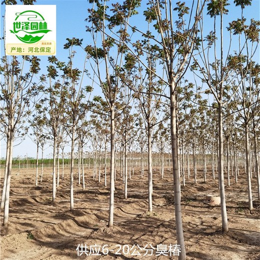 7公分臭椿苗圃報價
