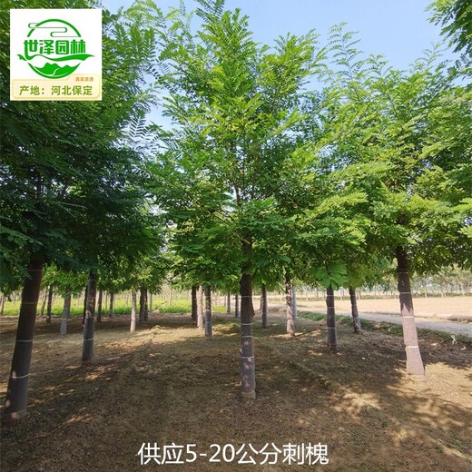 20公分刺槐樹苗批發,白花洋槐