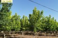 12公分复叶槭苗圃出售