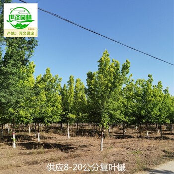甘南復葉槭,金葉復葉槭