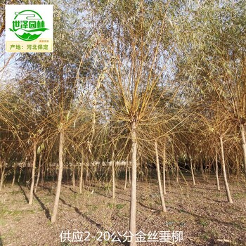重慶萬州金絲垂柳樹價格