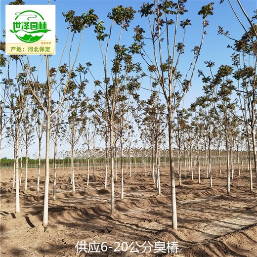 云南臨滄臭椿價(jià)格