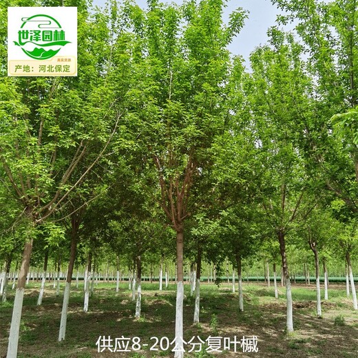 甘肅酒泉復葉槭產(chǎn)地,糖槭