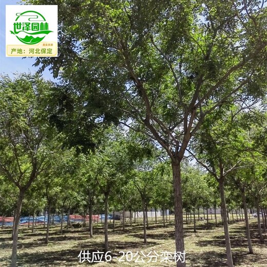 內蒙古呼和浩特欒樹苗圃批發,北方欒樹