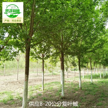 安徽滁州复叶槭