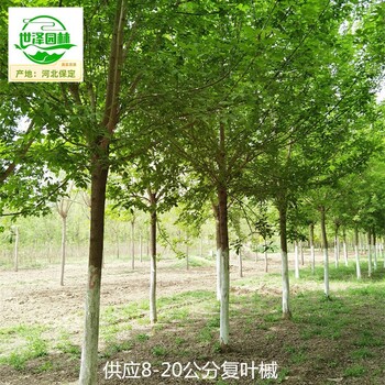 北京東城復(fù)葉槭