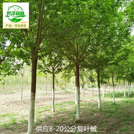云南德宏復(fù)葉槭基地,青葉復(fù)葉槭