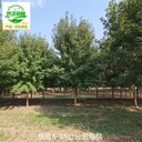 重慶九龍坡五角楓苗圃出售