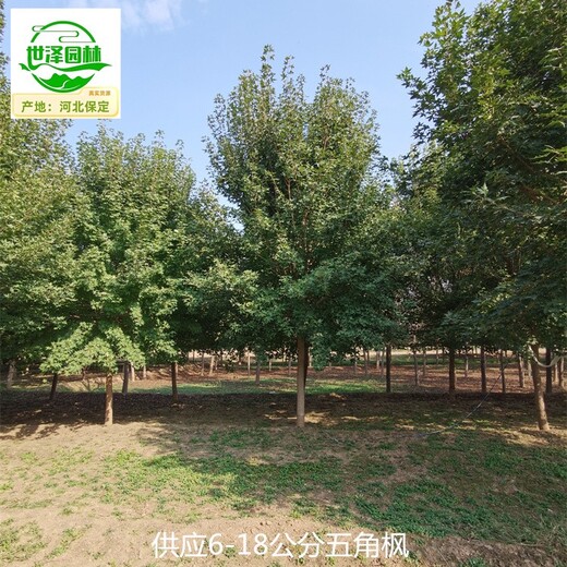 5公分五角楓基地批發