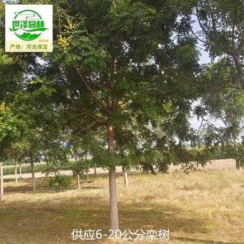 內(nèi)蒙古巴彥淖爾欒樹廠家供應(yīng),北方欒樹