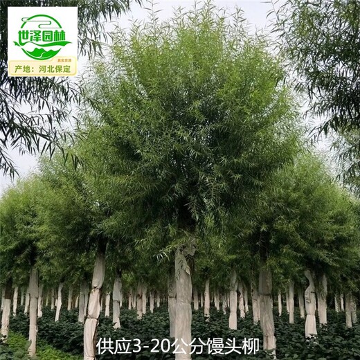 河南濮陽9公分饅頭柳