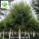 青海海南馒头柳树供应,景观价值高产品图