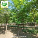 重慶黔江刺槐基地出售