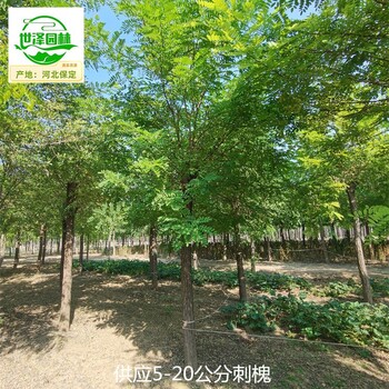 重慶黔江刺槐基地出售