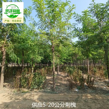 重慶沙坪壩刺槐批發(fā)商