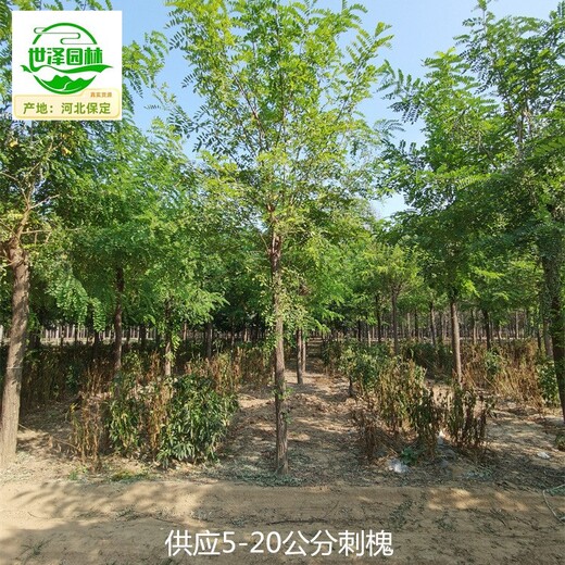 新疆喀什刺槐,白花刺槐