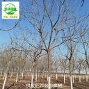 14公分欒樹產(chǎn)地供應(yīng)
