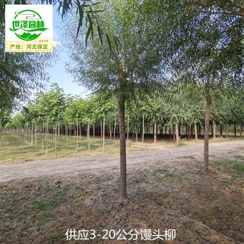 河南鶴壁25公分饅頭柳,旱柳