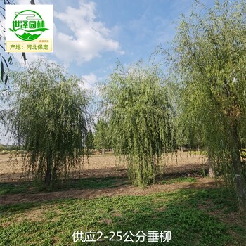 18公分垂柳基地批發(fā),垂楊柳