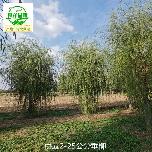 17公分垂柳產(chǎn)地批發(fā),西湖垂柳