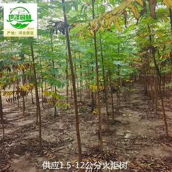 5公分火炬樹產(chǎn)地,鹽膚木