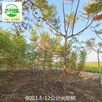 河北衡水火炬樹苗木,鹽膚木