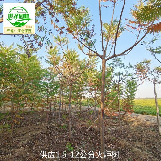 山西火炬樹(shù)報(bào)價(jià)