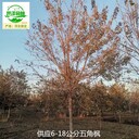 河南三門峽元寶楓苗圃基地,五角楓
