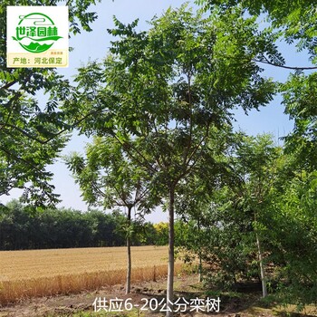 10公分欒樹廠家,北欒