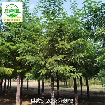 20公分刺槐產(chǎn)地價格