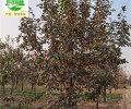 郑州柿子树基地出售,工程种植