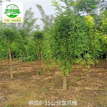 15公分龍爪槐苗圃出售