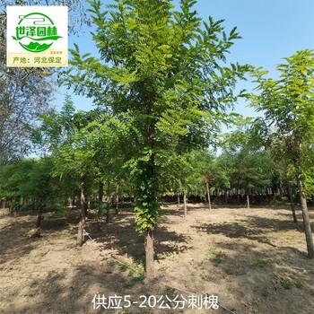 7公分刺槐苗圃批发,白花洋槐